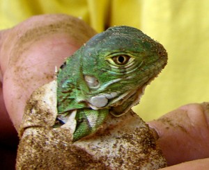 iguana hatching